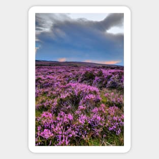 Storm brewing Over Pink Heather On The Yorkshire Moors Sticker